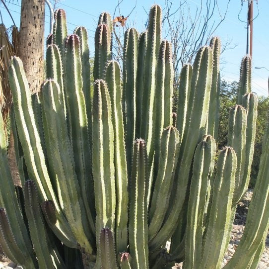 Pachycereus schottii,( senita cactus)
