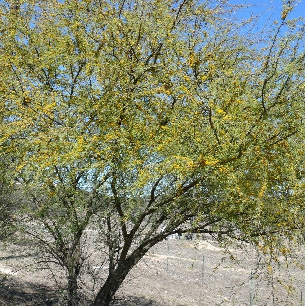 أكاسيا فارنيزيانا (أكاسيا حلوة) عائلة فاباسيا (فتنة)