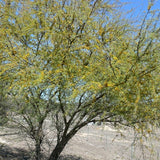 Acacia farnesiana (sweet acacia) Family Fabaceae (الفتنة)