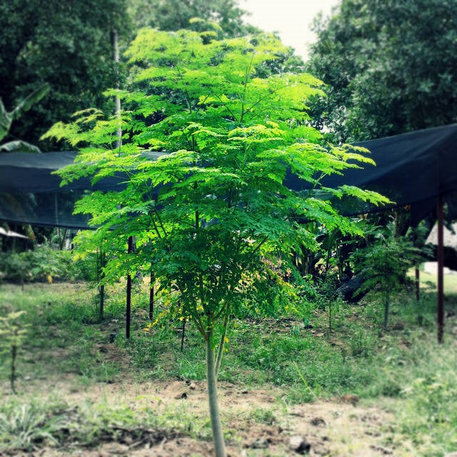 المورينغا أوليفيرا (المورينجا، شجرة الطبل) العائلة Moringaceae (اليسر- مورنجا)