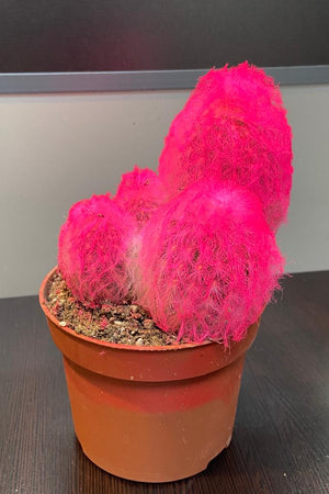 Acanthocalycium thionanthum (pink)
