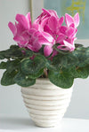 Cyclamen flower