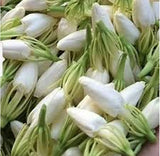 Jasminum sambac (  الفل المغربي/ العراقي/ المصري/ الجيزاني)