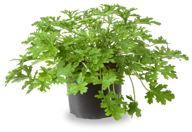 Pelargonium , (Geraniums, storks bills)