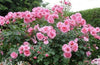 Rosa × damascene (Damask rose)