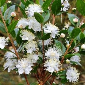 Myrtus communis (myrtle) Family Myrtaceae, (الأس)