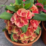 Euphorbia Milli hybrid (Crown of Thorns)