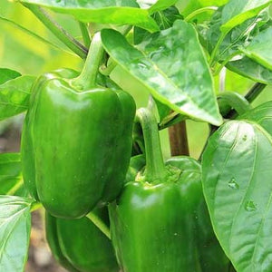 Capsicum annuum (Bell pepper - Sweet Pepper) available in season