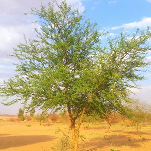 Acacia gerrardii (false umbrella thorn) Family Fabaceae (السمر النجدي)