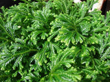 Selaginella stellata (starry spikemoss, Asian Spikemoss)