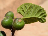 Ficus palmata (Wild Fig, Punjab fig) Family Moraceae  (الحماط البري)