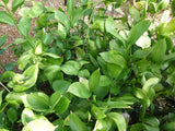 Ruscus Hypophyllum