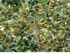 Ziziphus nummularia Family  Rhamnaceae (السدر)
