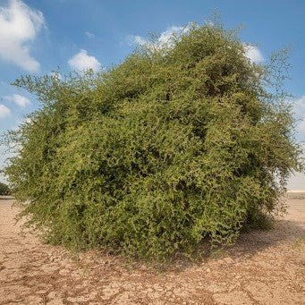 Ziziphus nummularia عائلة Rhamnaceae (السدر)