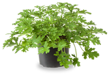 Pelargonium , (Geraniums, storks bills)