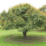 Ficus palmata (Wild Fig, Punjab fig) Family Moraceae  (الحماط البري)