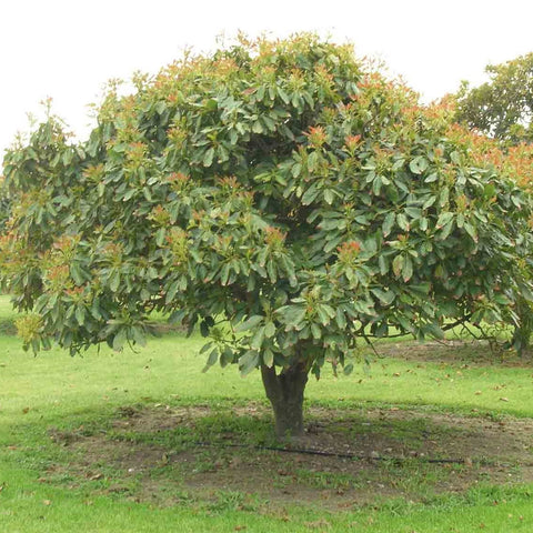 فيكوس بالماتا (تين بري، تين بنجاب) العائلة Moraceae (الحماط البري)