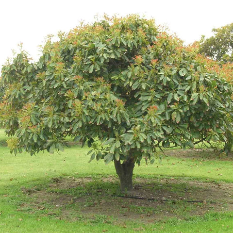 Ficus palmata (Wild Fig, Punjab fig) Family Moraceae  (الحماط البري)