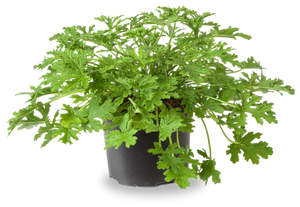 Pelargonium , (Geraniums, storks bills)