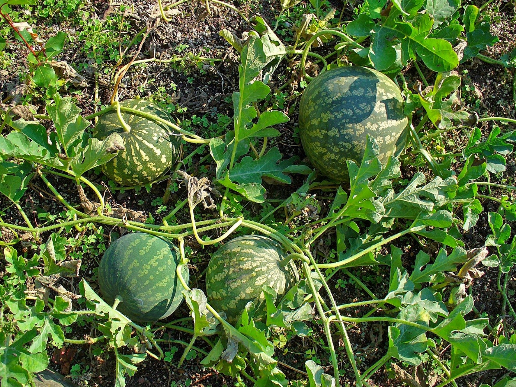 Citrullus Colocynthis (L) Schrad