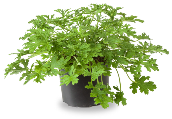 Pelargonium , (Geraniums, storks bills)