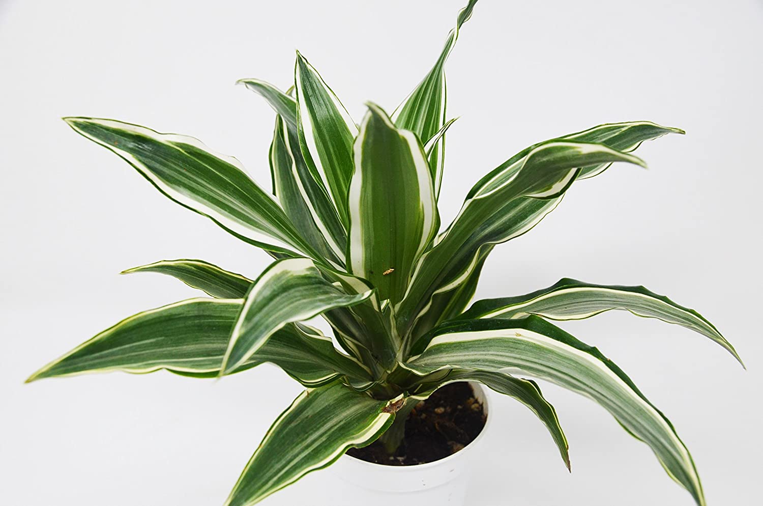 Dracaena warneckii (Striped dracaena)