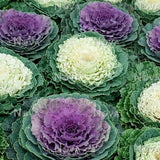 Brassica Oleracea Var. Acephala (Ornamental Cabbage)- Annual