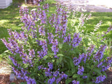 Salvia Officinalis