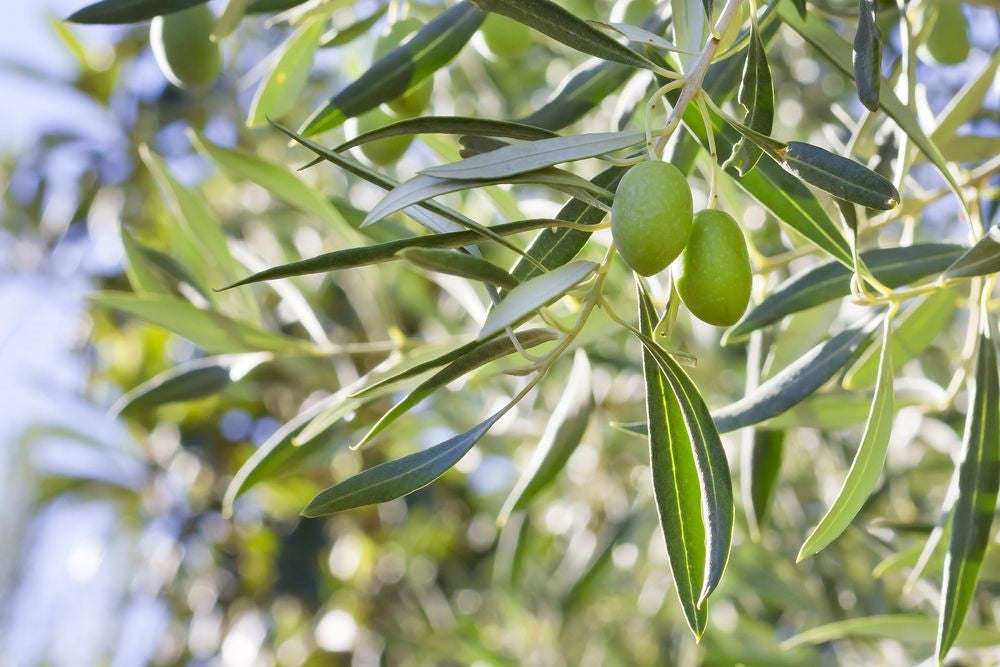 Olea europaea (شجرة الزيتون) عائلة Oleaceae (الزيتون)