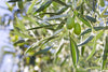 Olea europaea (The olive tree) Family Oleaceae (الزيتون)