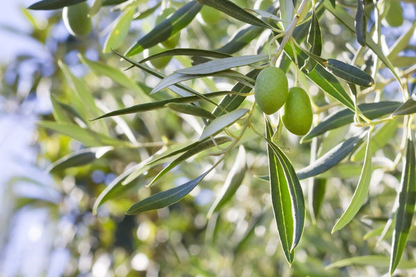 Olea europaea (شجرة الزيتون) عائلة Oleaceae (الزيتون)
