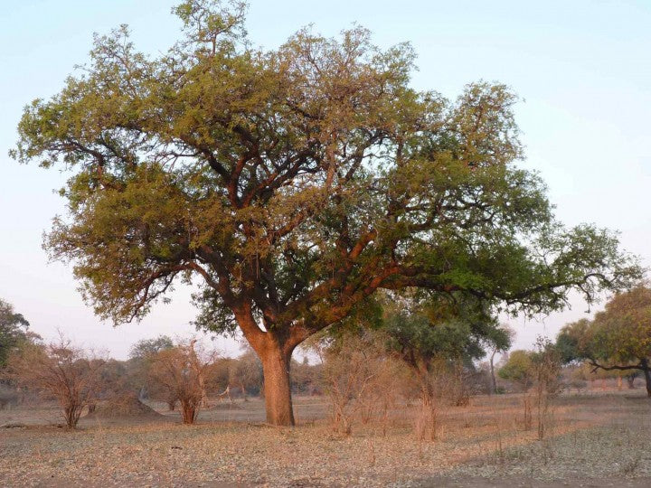 Faidherbia Albida (Del) A. Chev