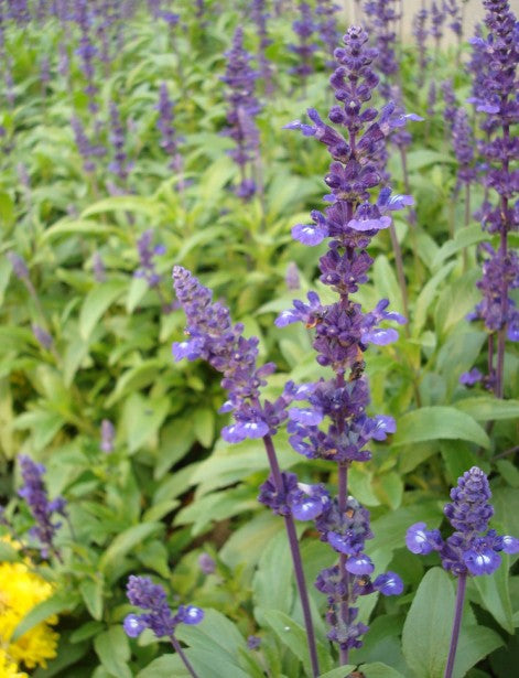 Salvia Officinalis