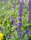 Salvia Officinalis
