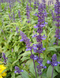 Salvia Officinalis
