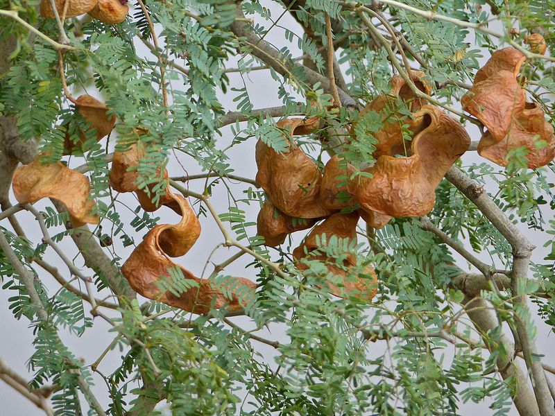 Faidherbia Albida (Del) A. Chev