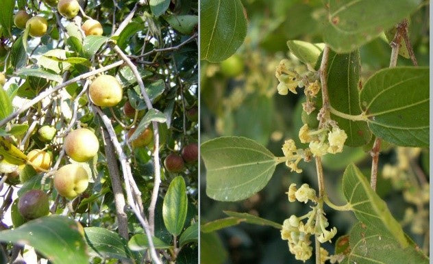 Ziziphus spina-christi عائلة Rhamnaceae (السدر)