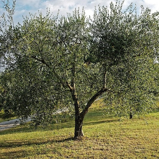 Olea europaea (شجرة الزيتون) عائلة Oleaceae (الزيتون)