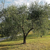 Olea europaea (The olive tree) Family Oleaceae (الزيتون)