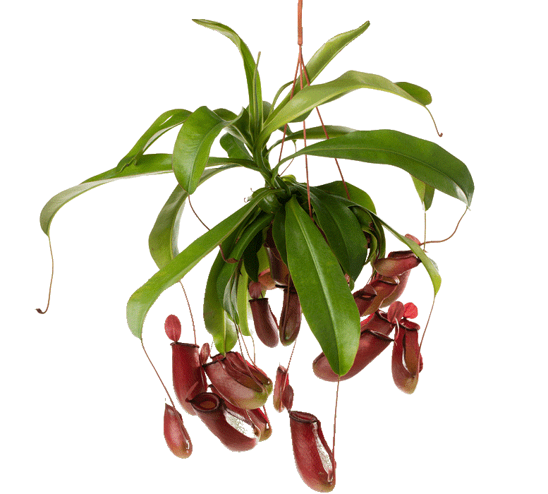 Nepenthes spectabilis x ventricosa ( tropical pitcher plants, Monkey Jars)- Venus flytraps (carnivorous plants)