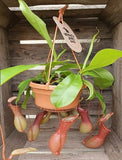 Nepenthes spectabilis x ventricosa ( tropical pitcher plants, Monkey Jars)- Venus flytraps (carnivorous plants)