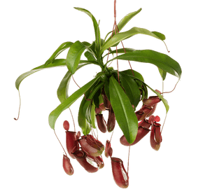 نبات نيبينثس سبيكتابلس- نبات أكل للحشرات