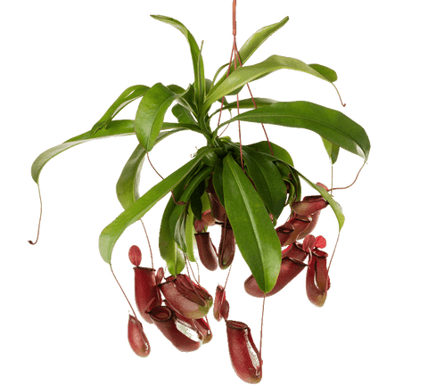 Nepenthes spectabilis x ventricosa ( tropical pitcher plants, Monkey Jars)- Venus flytraps (carnivorous plants)