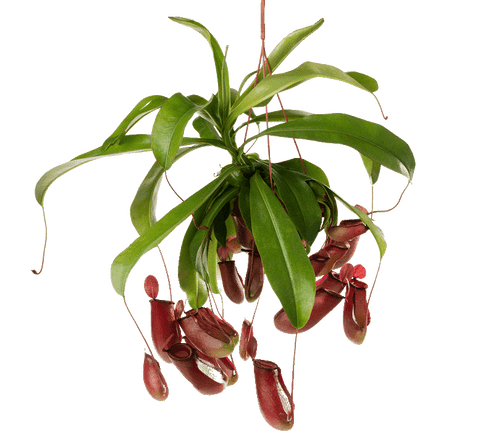 نبات نيبينثس سبيكتابلس- نبات أكل للحشرات