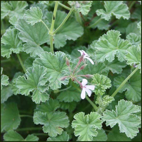 Pelargonium , (Geraniums, storks bills)