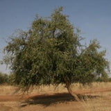 Ziziphus spina-christi عائلة Rhamnaceae (السدر)