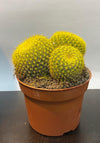 Ball Cactus (yellow)