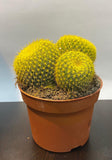 Ball Cactus (yellow)