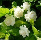 Jasminum sambac (  الفل المغربي/ العراقي/ المصري/ الجيزاني)