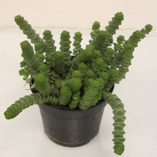 Crassula marnierana(Jade Necklace)